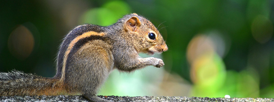 Squirrel Sitting on a Branch