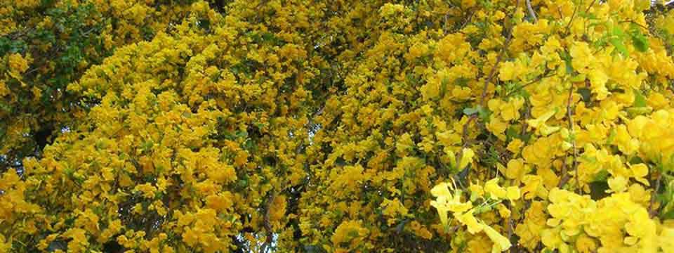 Floral Cascades - University of Peradeniya