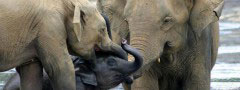 Elephant Orphanage - Pinnawala