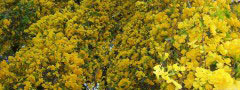 Floral Cascades - University of Peradeniya